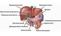 Де і з якого боку знаходиться печінка у людини печінки