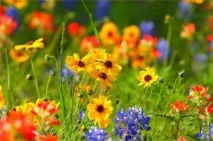 Ворожіння з квіток на свято Івана Купала і не тільки квіток