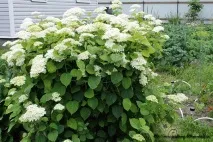 Gardening, Опора для чагарників gardening