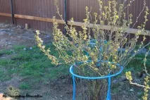 Gardening, Опора для чагарників опора