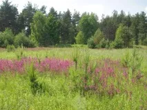 Фітотерапія та імунітет вплив