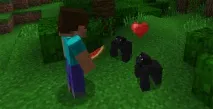 gorillas