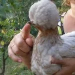 Історія та опис української чубатої породи курей, утримання в домашніх господарствах історія