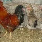 Історія та опис української чубатої породи курей, утримання в домашніх господарствах української