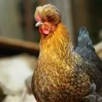 Історія та опис української чубатої породи курей, утримання в домашніх господарствах опис