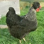 Історія та опис української чубатої породи курей, утримання в домашніх господарствах історія
