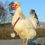 Історія та опис української чубатої породи курей, утримання в домашніх господарствах історія