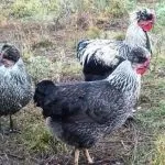 Історія та опис української чубатої породи курей, утримання в домашніх господарствах чубатої