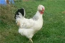 Історія та опис української чубатої породи курей, утримання в домашніх господарствах опис