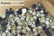 Інкубація перепелиних яєць ділимося секретами інкубація