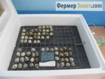 Інкубація перепелиних яєць ділимося секретами ділимося