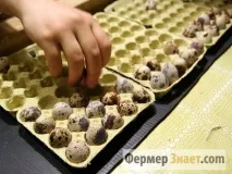 Інкубація перепелиних яєць ділимося секретами перепелиних