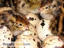 Інкубація перепелиних яєць ділимося секретами секретами