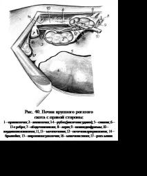 Дослідження системи сечовиділення системи