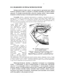 Дослідження системи сечовиділення дослідження