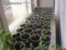 Як пікірувати помідори пікірувати помідори