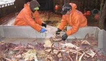 Як працюють американські краболові американських