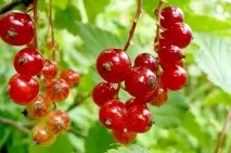 Як заморозити смородину на зиму - покроковий рецепт смородину