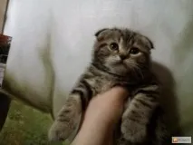 Як вводити коту папаверин, Наші кішки та собаки вводити