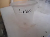 Як виростити розсаду помідор, Пікування розсади розсади