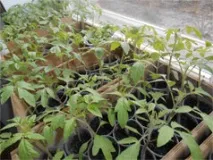 Як виростити розсаду помідор, Пікування розсади розсади
