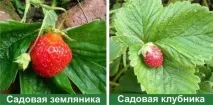 Полуниця та вікторія чим відрізняється і в чому різниця, опис відрізняється