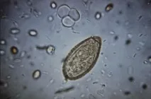 sinensis