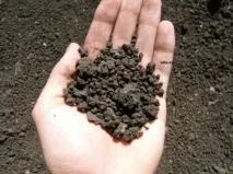 До чого на городі сниться пухка і зорана чорна земля чого