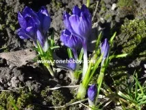 Коли викопувати цибулини цибулини