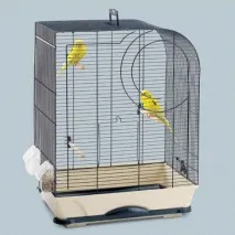 клітини