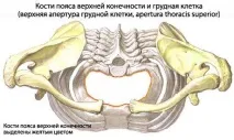 верхньої