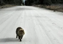 кішки