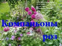 Компаньйони троянд, Дачники троянд
