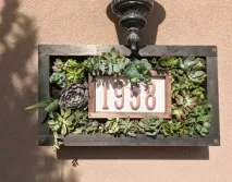 сукулентів