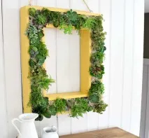 сукулентів