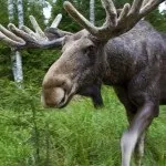 згадку