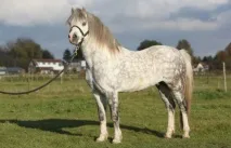 Конячки поні коней