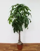Маранта триколор - Maranta tricolor маранта