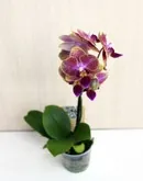 Маранта триколор - Maranta tricolor maranta