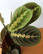 Маранта триколор - Maranta tricolor триколор