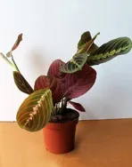 Маранта триколор - Maranta tricolor маранта