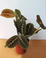 Маранта триколор - Maranta tricolor маранта