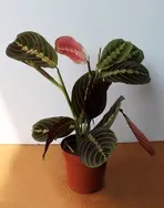 Маранта триколор - Maranta tricolor маранта
