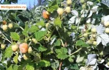 Малина «Жовтий гігант» напівремонтантний сорт сорт