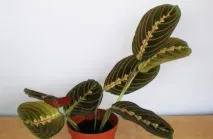 Маранта триколор - Maranta tricolor триколор