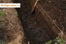 Малина «Жовтий гігант» напівремонтантний сорт жовтий