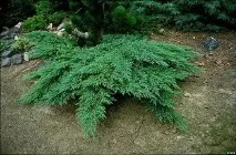 Ялівець - які частини рослини використовують у народній медицині використовують