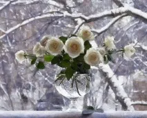 Не можна випрошувати кохання кохання