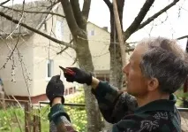 Обрізка плодових дерев та винограду навесні чи взимку, дошка оголошень дерев