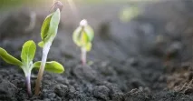Період вегетації садових культур садових